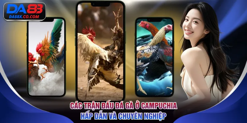 Các trận đấu đá gà ở Campuchia hấp dẫn và chuyên nghiệp